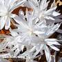 Colchicum autumnale alboplenum