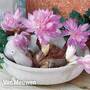 Colchicum 'Waterlily'