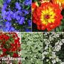 Colour Hanging Basket Collection