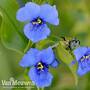 Commelina tuberosa