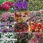 Nurseryman's Choice Container Mix