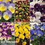 Nurseryman's Choice Pansy Coolwave Collection