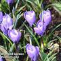 Crocus 'Grand Maitre'