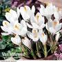 Crocus 'Jeanne d'Arc'