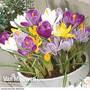 Crocus Large Flowered Mix