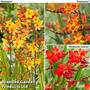 Crocosmia Collection