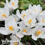 Crocus sativus 'White'