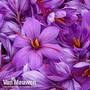 Crocus sativus (Saffron)