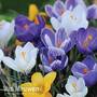 Crocus 'Value Mix'