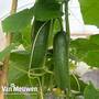 Cucumber 'Passandra' F1 Hybrid