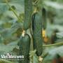 Cucumber 'Picolino'