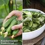 Cucumber Grafted Duo