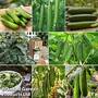 Nurseryman's Choice Cucumber