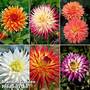 Dahlia 'Cactus Collection'