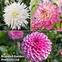Dahlia 'Beautiful Bouquet Collection'