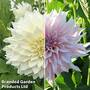 Dahlia 'Caf' Au Lait Collection'
