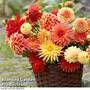 Dahlia 'Orange/Salmon Mix'