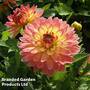 Dahlia 'Gallery Pablo'
