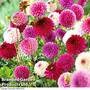 Dahlia 'Pink/Purple Pompon Mix'