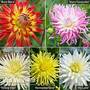 Dahlia 'Cactus Collection'