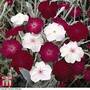 Lychnis coronaria 'Dancing Ladies'