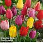 Tulip 'Darwin Mixed'