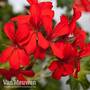 Geranium 'Decora Red'
