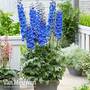 Delphinium elatum 'Paramo Azul'