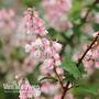 Deutzia scabra