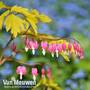 Dicentra spectabilis 'Gold Heart'