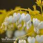 Dicentra spectablis 'White Gold'