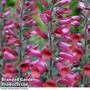Foxglove 'Illumination Cherry Brandy'