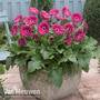 Gerbera 'Sweet Dreams'