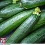 Organic Courgette 'Dunja' F1 Hybrid