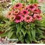Echinacea 'Evolution Colorific'