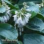 Hosta sieboldiana var. elegans