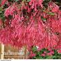Fuchsia 'Eruption'