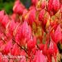 Euonymus alatus