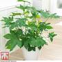 Paperplant (House Plant Seeds)