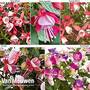 Fuchsia 'Fuchsita' Collection