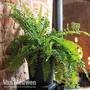 Dryopteris affinis (House Plant)
