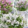 Syringa Flowerfesta' Collection