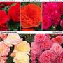 Begonia x tuberhybrida 'Fortune' Collection