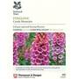 Foxglove 'Candy Mountain' (National Trust)