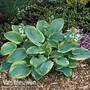 Hosta 'Frances Williams'