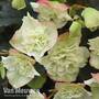 Begonia elatior 'Frivola Lime'