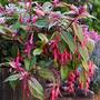 Fuchsia 'Happy Birthday' (Hardy)