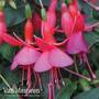 Fuchsia 'Display' (Hardy)