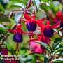 Fuchsia 'Lady Boothby' (Hardy)