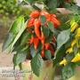 Chilli Pepper 'Galaxy Orange'